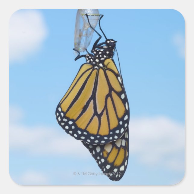 Monarch Butterfly, with Chrysalis Square Sticker (Front)
