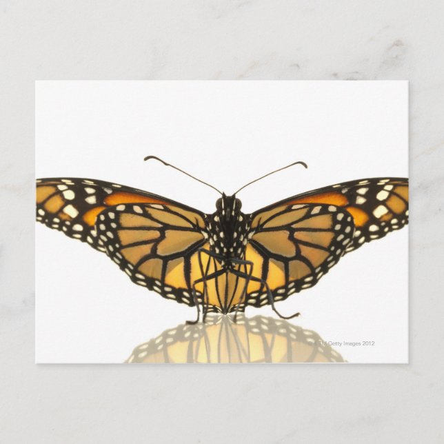 Monarch butterfly with wings spread postcard (Front)