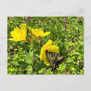 Monarch butterfly, yellow primrose postcard ©️dh