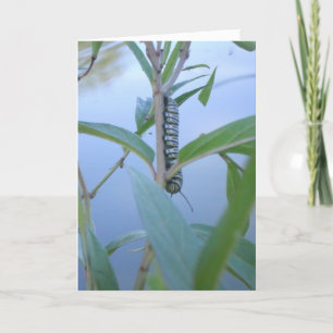 "Monarch Caterpillar #1" Easter Card