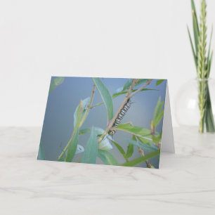 "Monarch Caterpillar #2" Easter Card