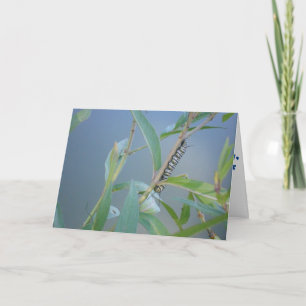 "Monarch Caterpillar #2" Get Well Card