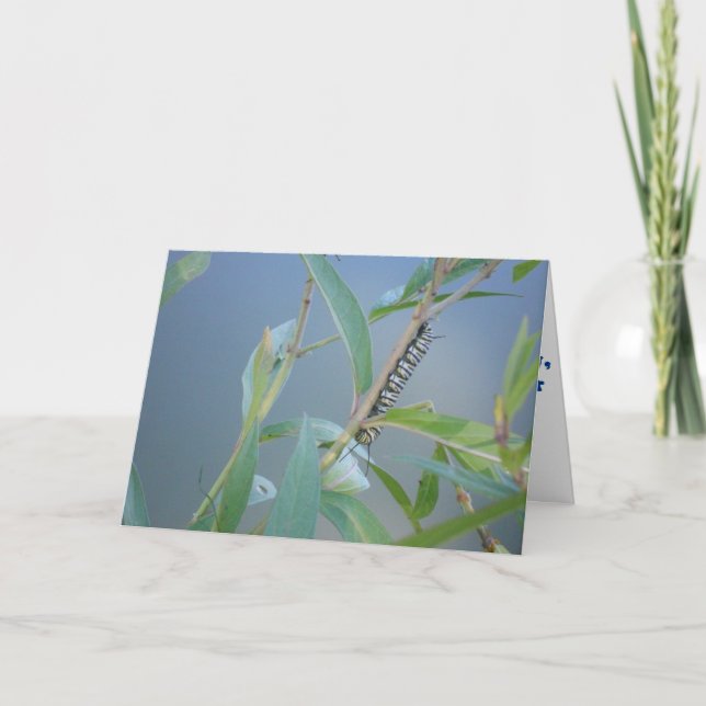 "Monarch Caterpillar #2" Get Well Card (Front)