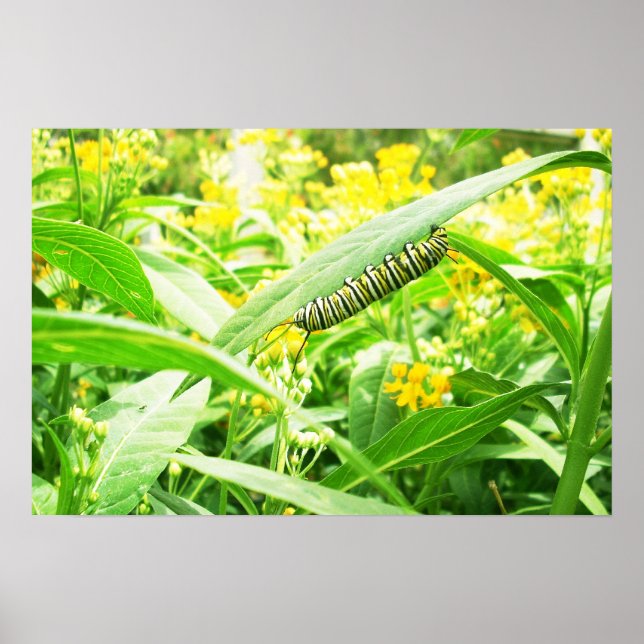 Monarch caterpillar feeding on milkweed poster (Front)