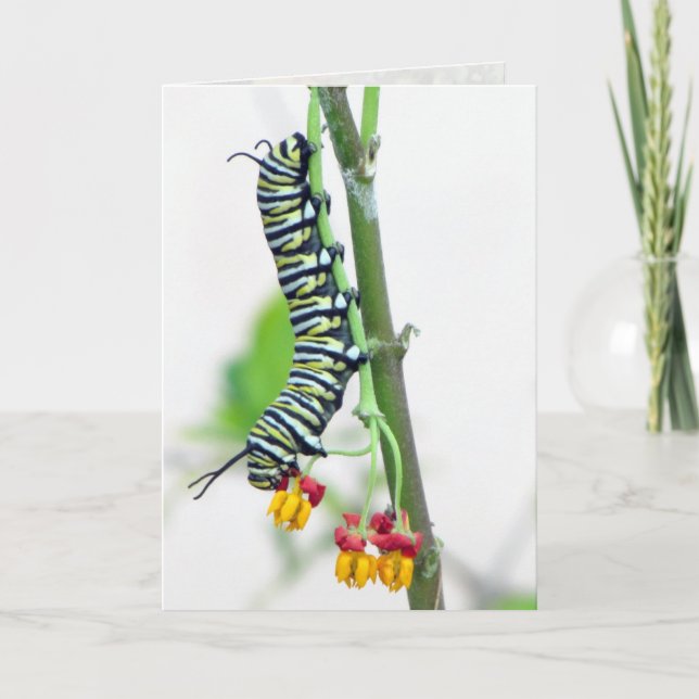 Monarch Caterpillar Greeting Card (Front)