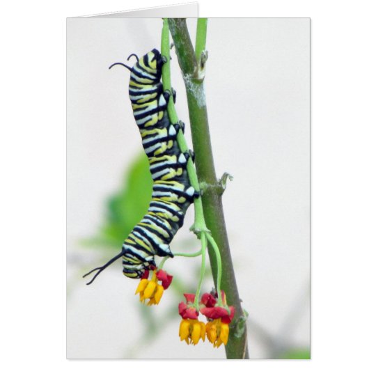Monarch Caterpillar Greeting Card