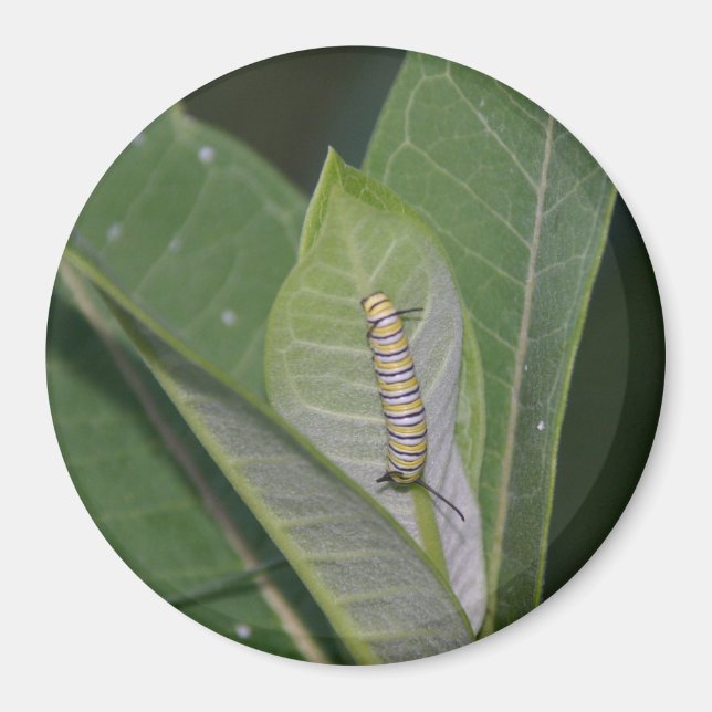 Monarch Caterpillar magnet (Front)