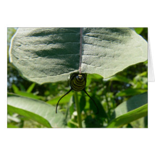 Monarch Caterpillar on Milkweed