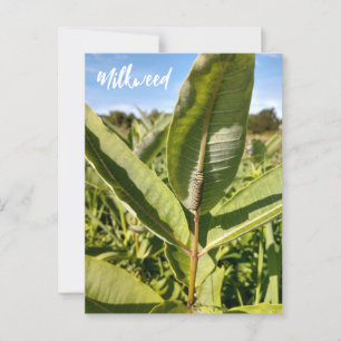 Monarch Caterpillar On Milkweed Postcard