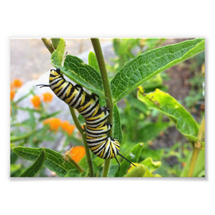 Monarch Caterpillar Photo Print