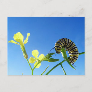 Monarch Caterpillar Postcard