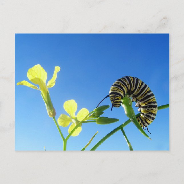 Monarch Caterpillar Postcard (Front)