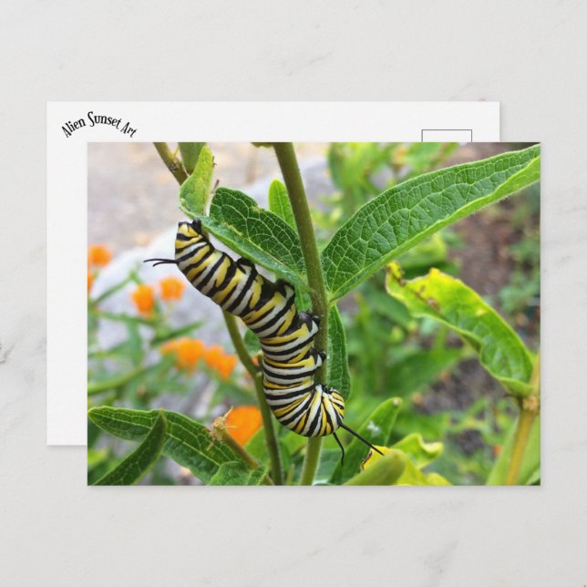 Monarch Caterpillar Postcard (Front/Back)