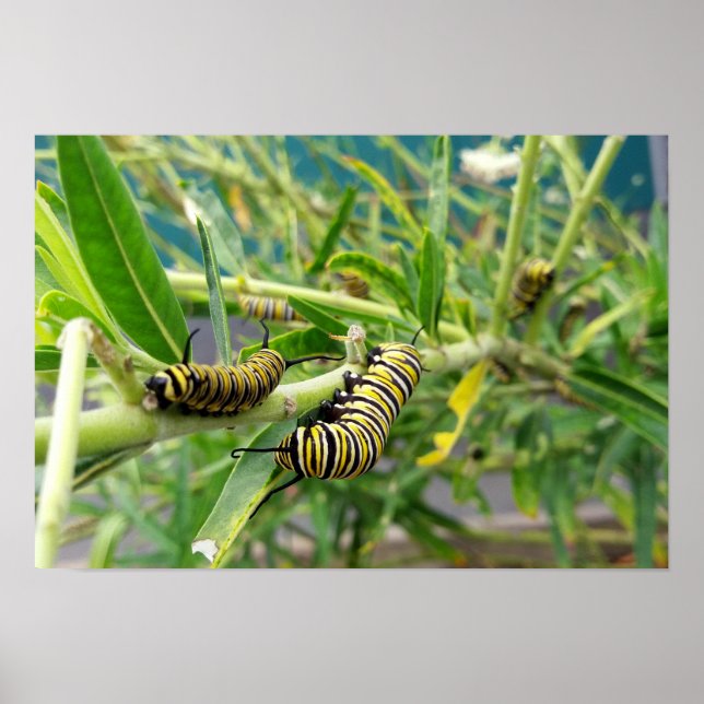 Monarch Caterpillar Poster (Front)