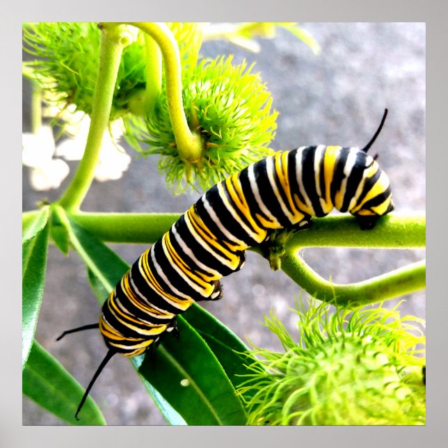 Monarch Caterpillar Poster (Front)