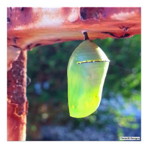 Monarch Chrysalis 2018 - Photo Print