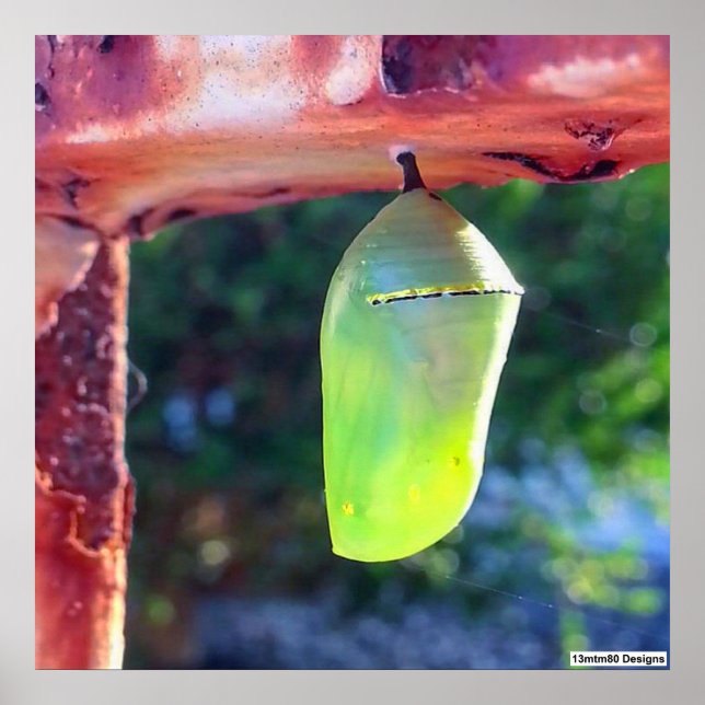 Monarch Chrysalis 2018 - Poster (Front)