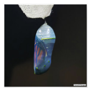 Monarch Chrysalis 2022 - Photo Print