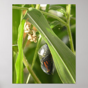 Monarch_Chrysalis_P9120583_cropcpyrt Poster