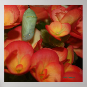 Monarch Chrysalis Poster