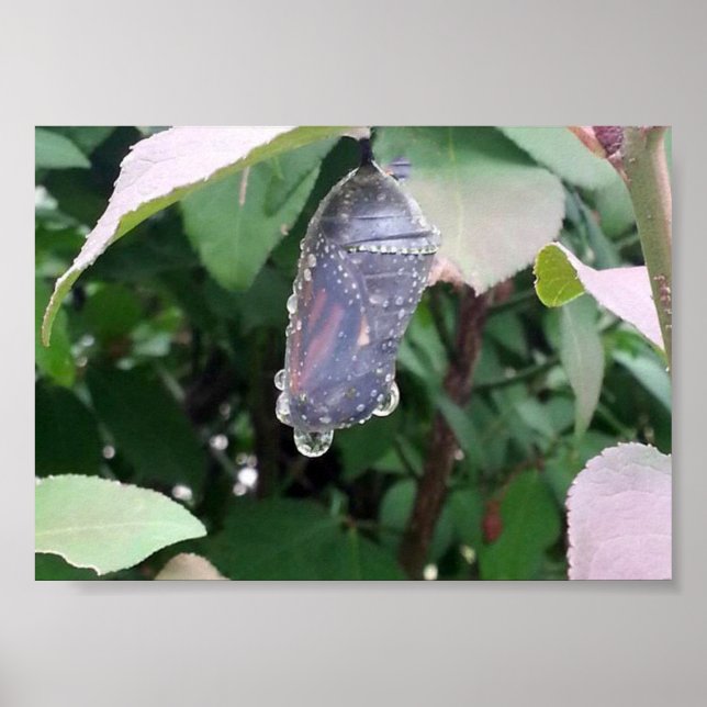 Monarch Chrysalis Poster (Front)
