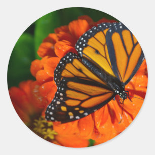 Monarch Classic Round Sticker