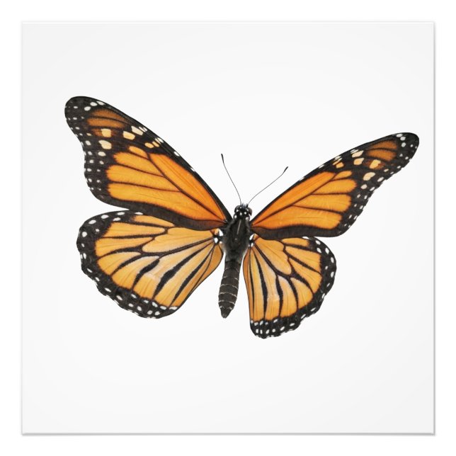 Monarch Drift Photo Print (Front)