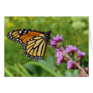 Monarch feeding on Liatris