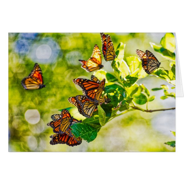 Monarch Gathering (Front Horizontal)