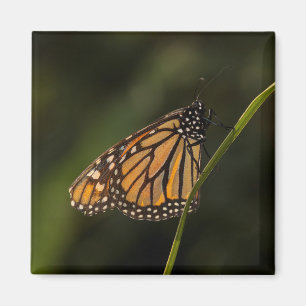 Monarch in backlight magnet
