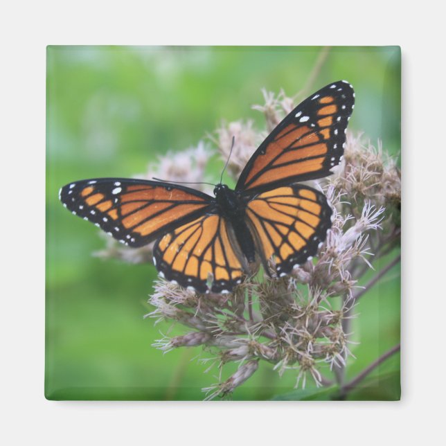 Monarch in the Wild Magnet (Front)