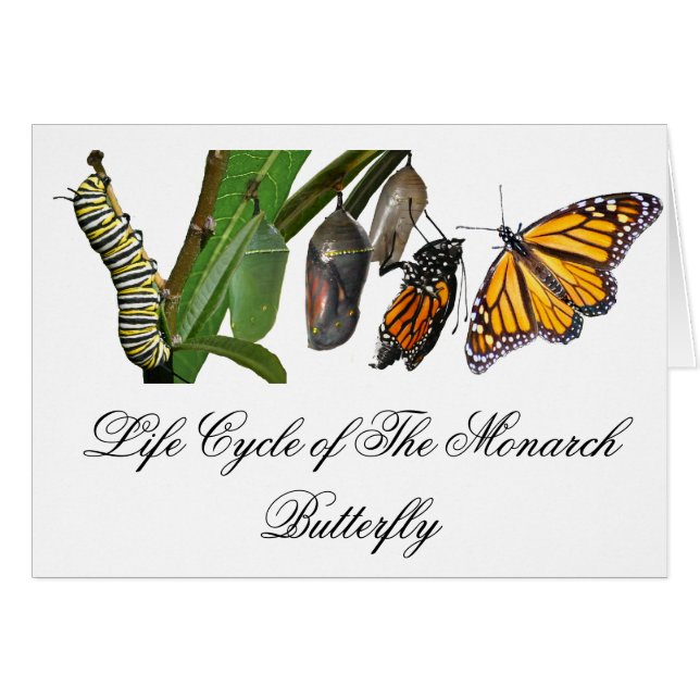 MONARCH LIFE CYCLE (Front Horizontal)