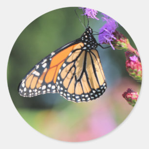 Monarch lunch classic round sticker