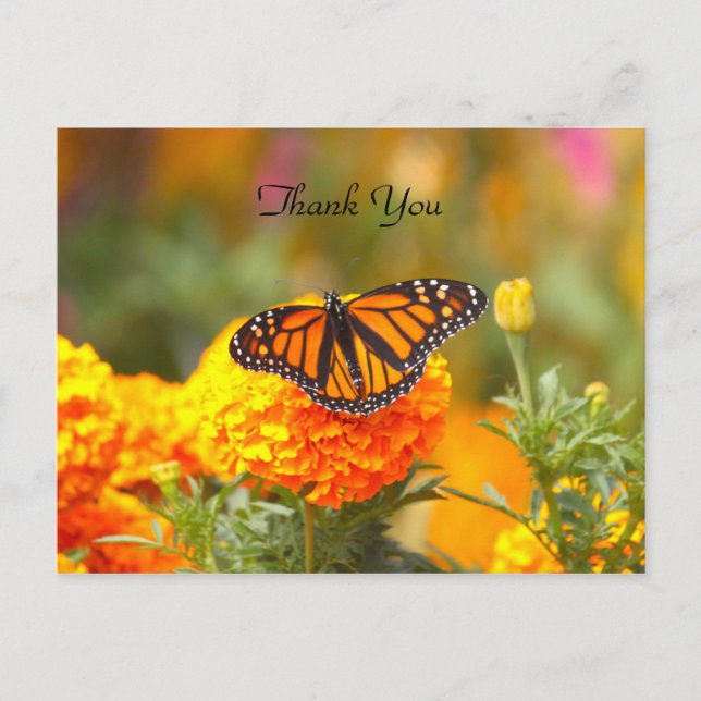 Monarch on a Marigold TY Postcard (Front)
