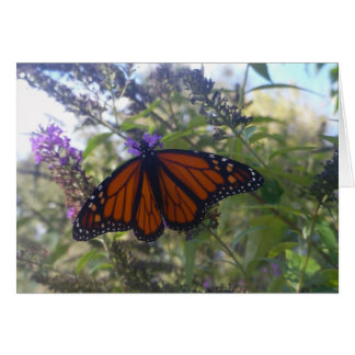 Monarch on Butterfly Bush