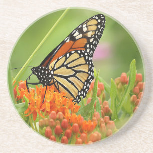 Monarch on Butterfly Weed Coaster