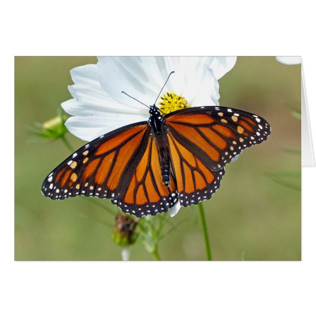 Monarch on Cosmos (Front Horizontal)