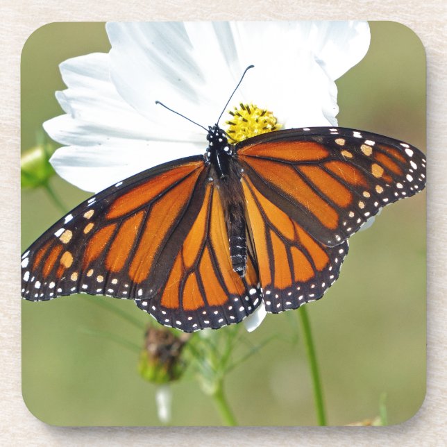 Monarch on Cosmos Coaster (Front)