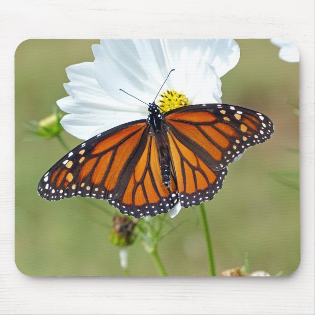 Monarch on Cosmos Mouse Pad (Front)