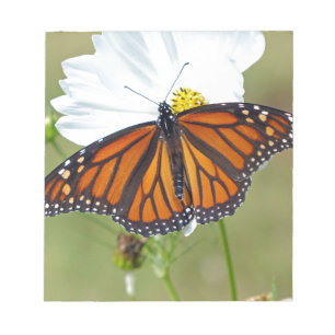 Monarch on Cosmos Notepad