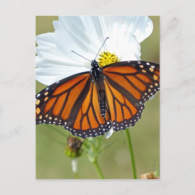 Monarch on Cosmos Postcard (Front)