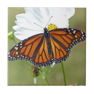 Monarch on Cosmos Tile