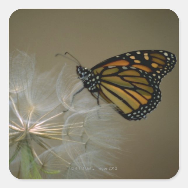 Monarch on Dandelion Square Sticker (Front)