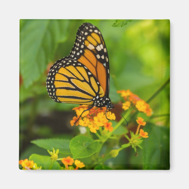 Monarch On Lantana Magnet (Front)