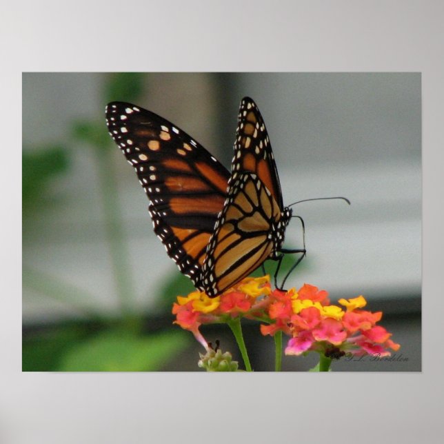 Monarch on Lantana Poster (Front)