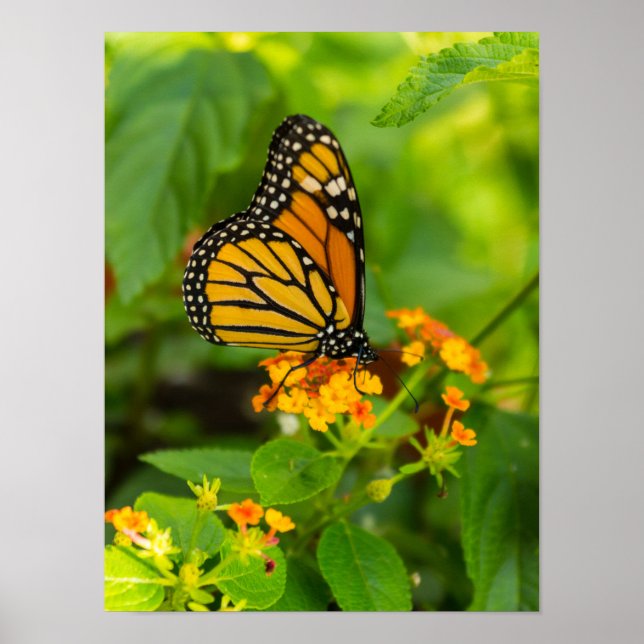 Monarch On Lantana Poster (Front)