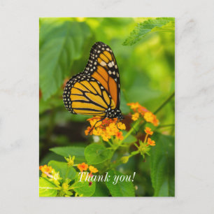 Monarch On Lantana Thank You Postcard