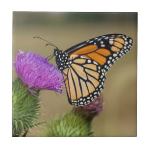 Monarch on pasture Thistle Prairie Ridge Ceramic Tile