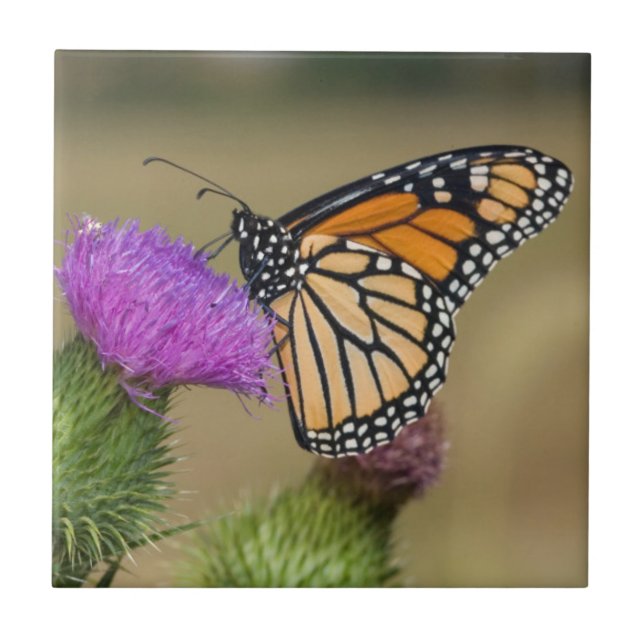 Monarch on pasture Thistle Prairie Ridge Ceramic Tile (Front)
