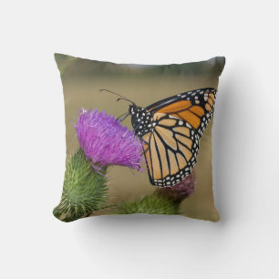 Monarch on pasture Thistle Prairie Ridge Cushion